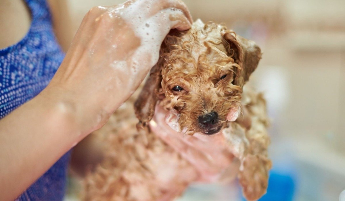 Bath & De-Shedding (Undercoat Removal) Service how to clean a muddy dog