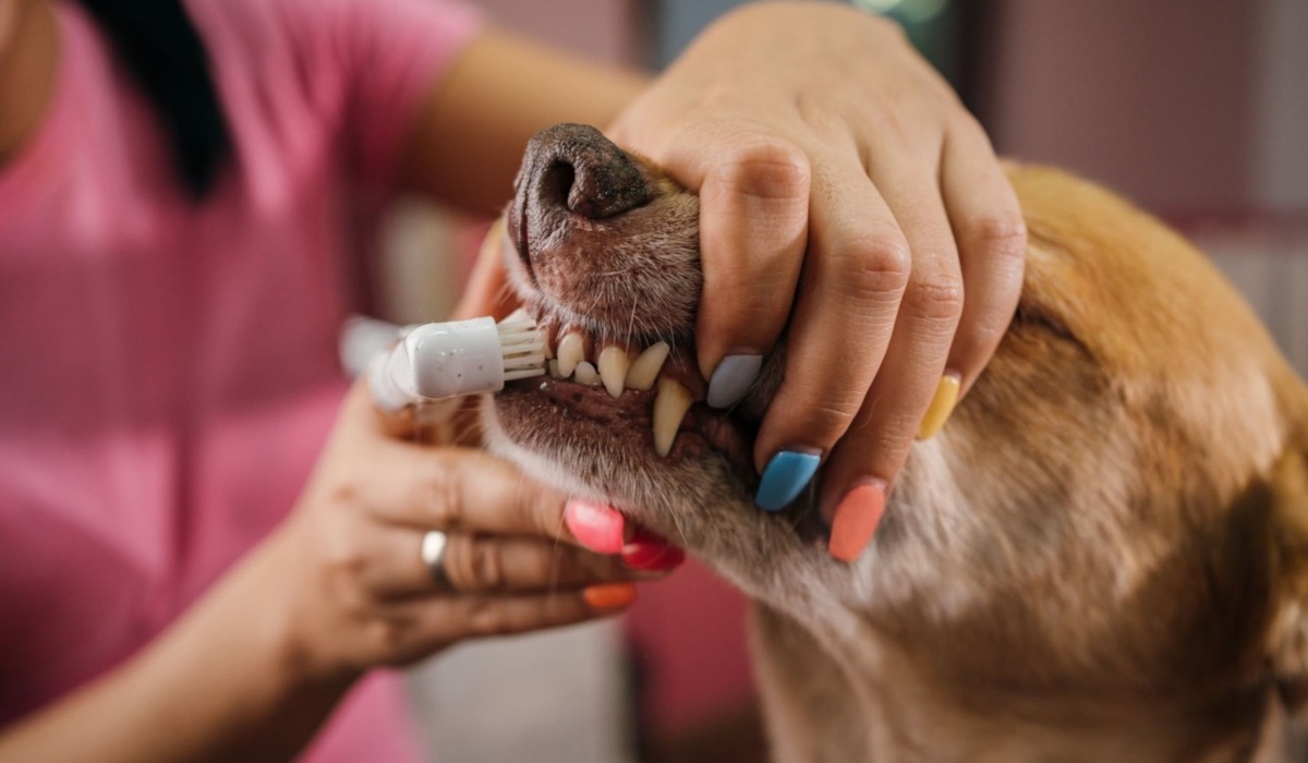Dog Teeth Cleaning (1)