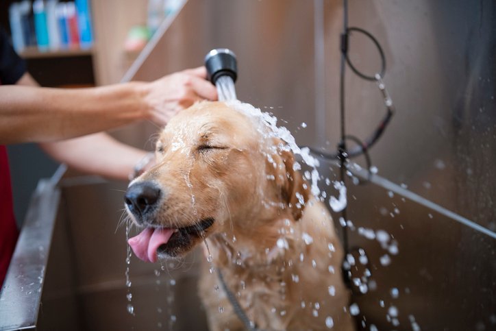 Golden Retriever Dog In A Grooming Salon Is Taking A Shower Bath, Brush & Hygiene Tidy Service