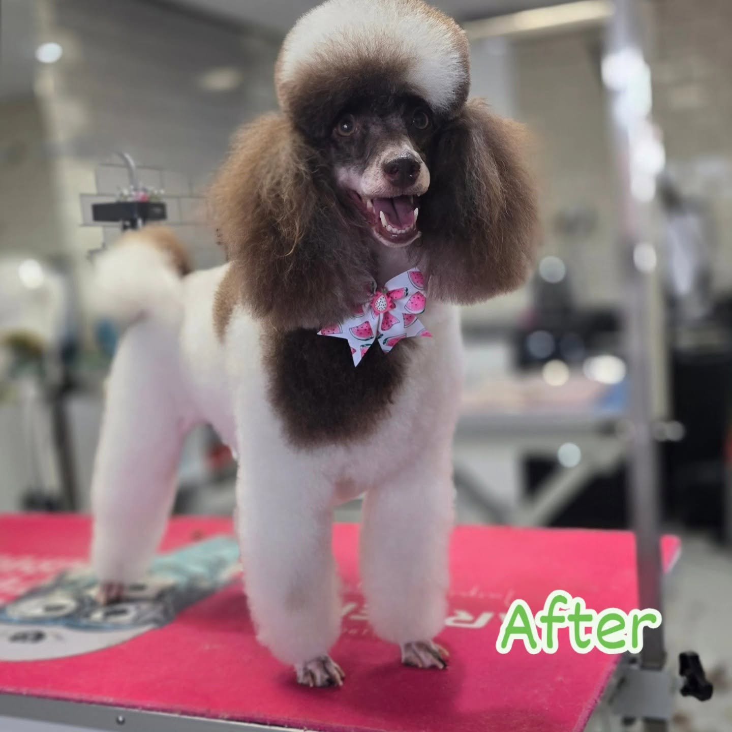 KK Dog Grooming Milton Keynes 5 how often should you groom your dog