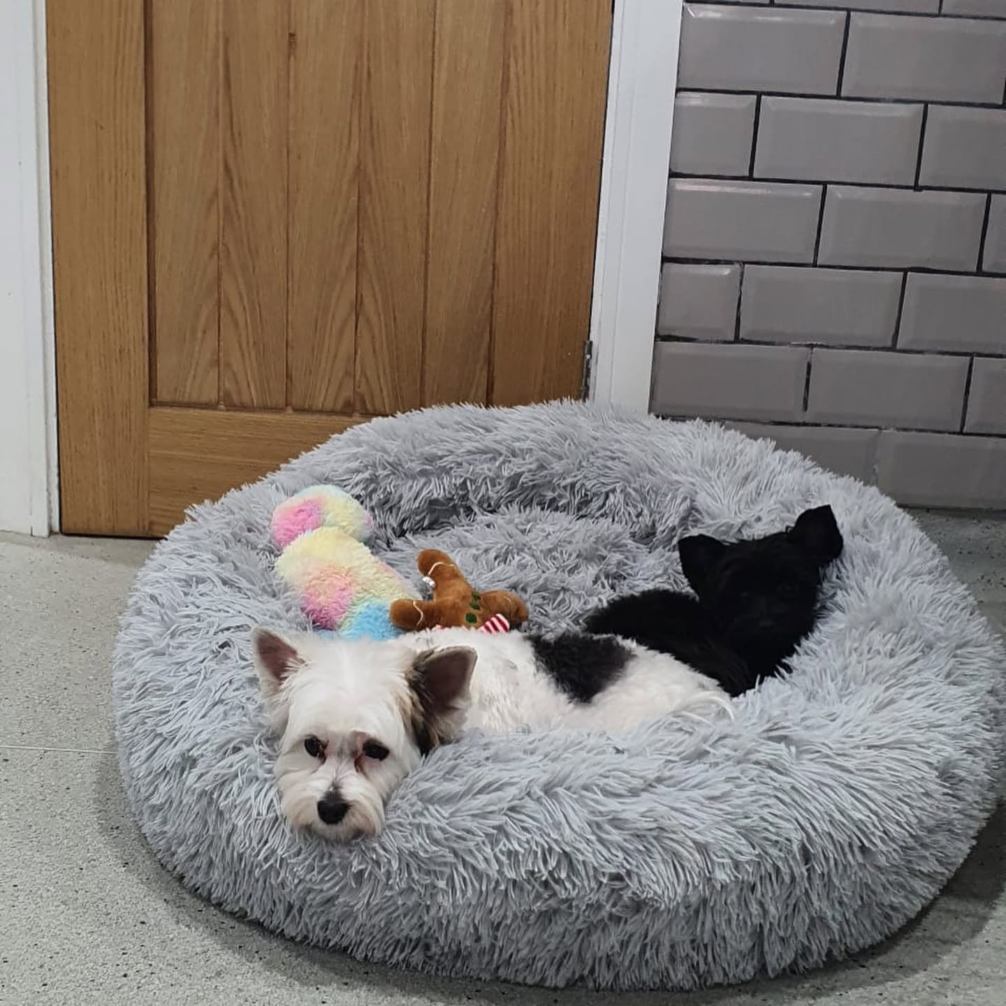 KK Dog Grooming Milton Keynes KK Dog Grooming Milton Keynes
