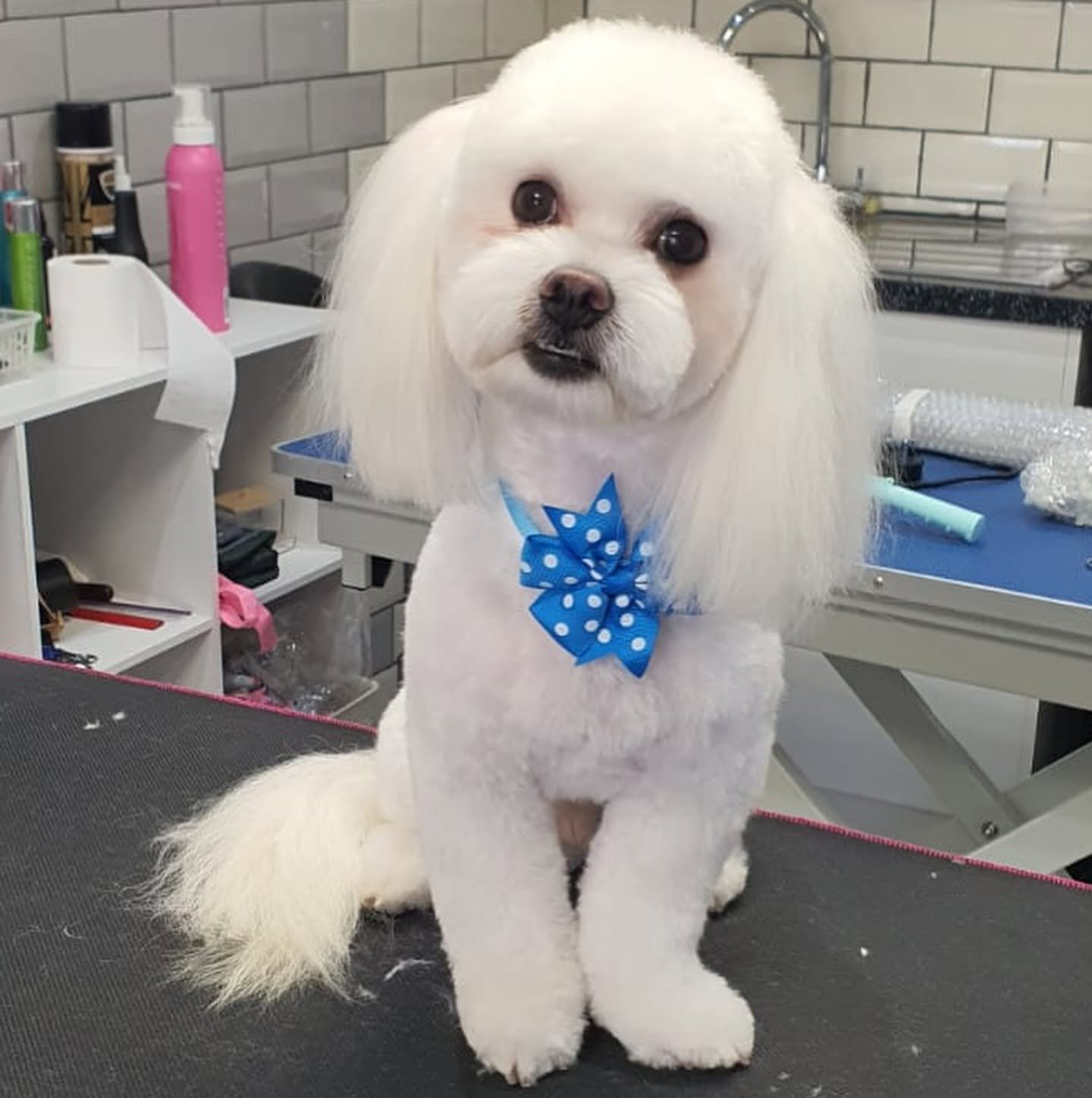 dog day care Milton Keynes