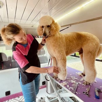 dog grooming Milton Keynes Hand stripping