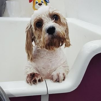 dog grooming Milton Keynes Pupies introduction