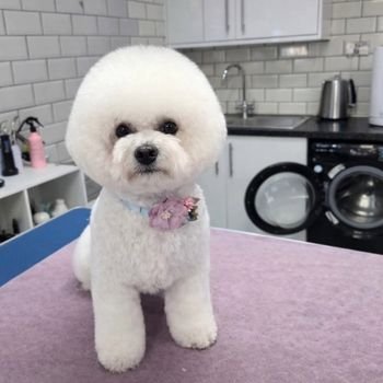 dog grooming Milton Keynes full grooming service