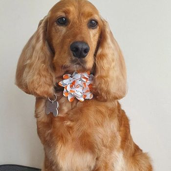 dog grooming Milton Keynes de-shedding treatment