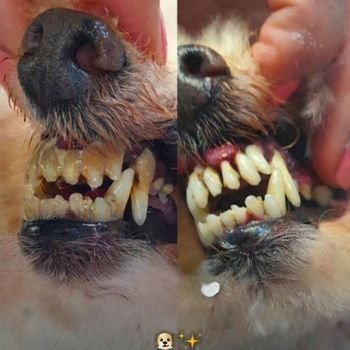 dog grooming Milton Keynes, dog teeth cleaning