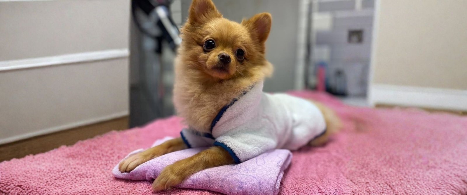 How to Choose a Dog Groomer