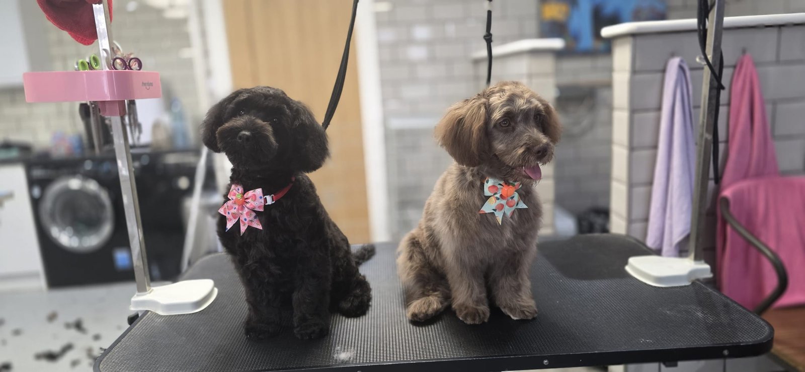 dog grooming bletchely 2 dogs5 puppy's first groom what to expect